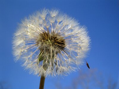 Summer meadow seeds