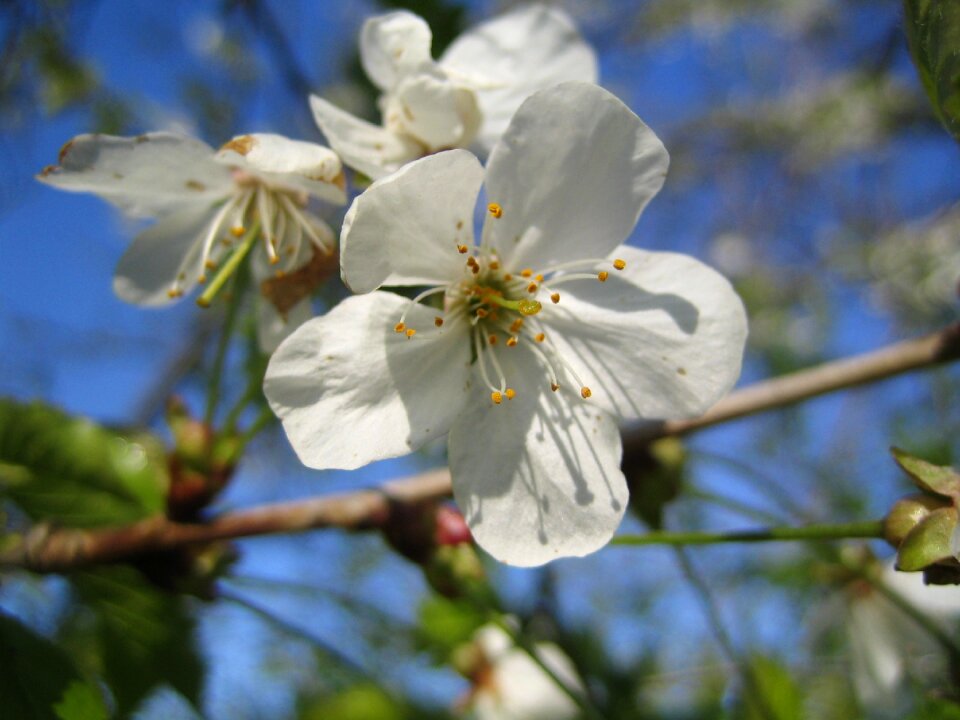Bloom white blossom spring