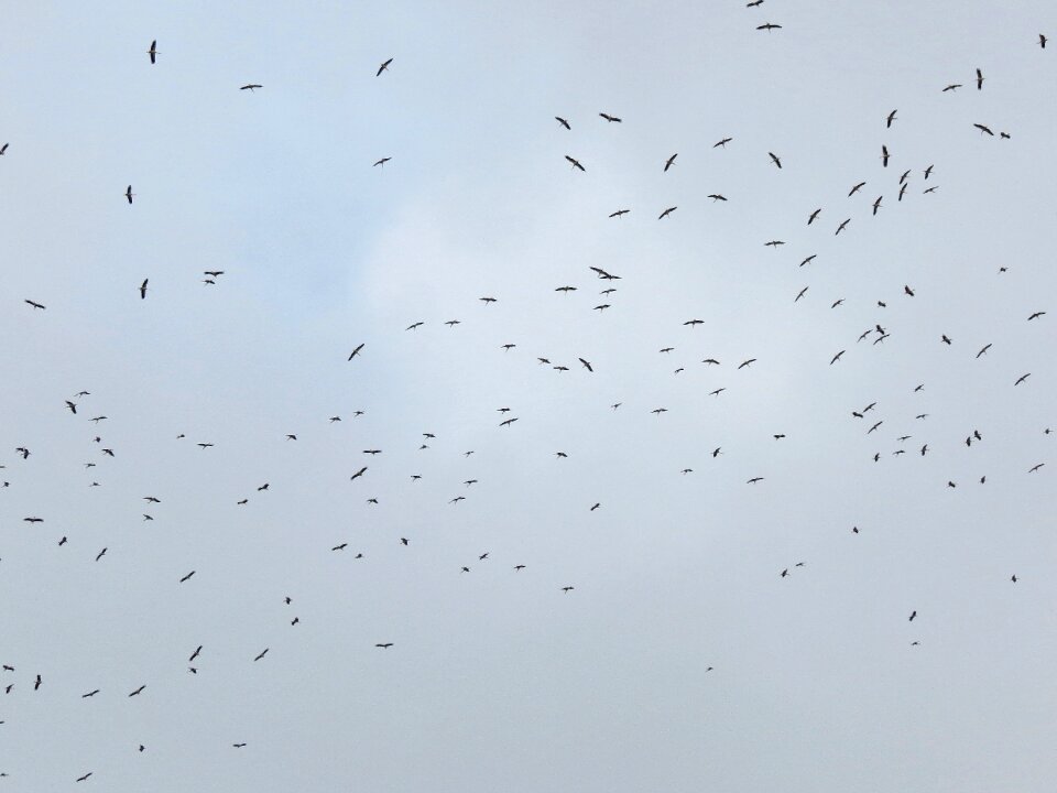 Overcast sky a flock of against sky