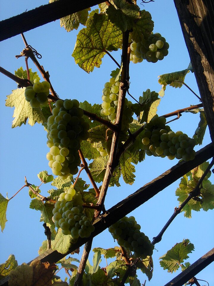 Grapevine fruit autumn