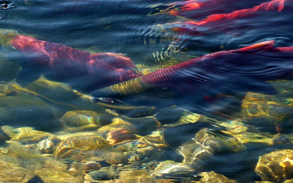 Water nature salmon run