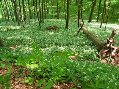 Wild garlic green