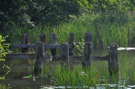 Lake nature idyllic