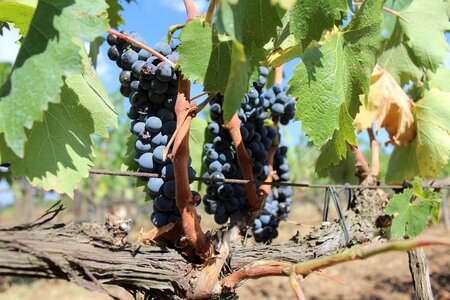 Tuscany grape caines