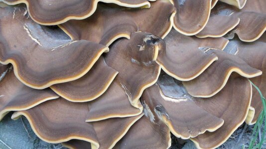 Mushroom nature forest