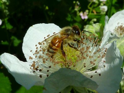 Bees insect flower photo