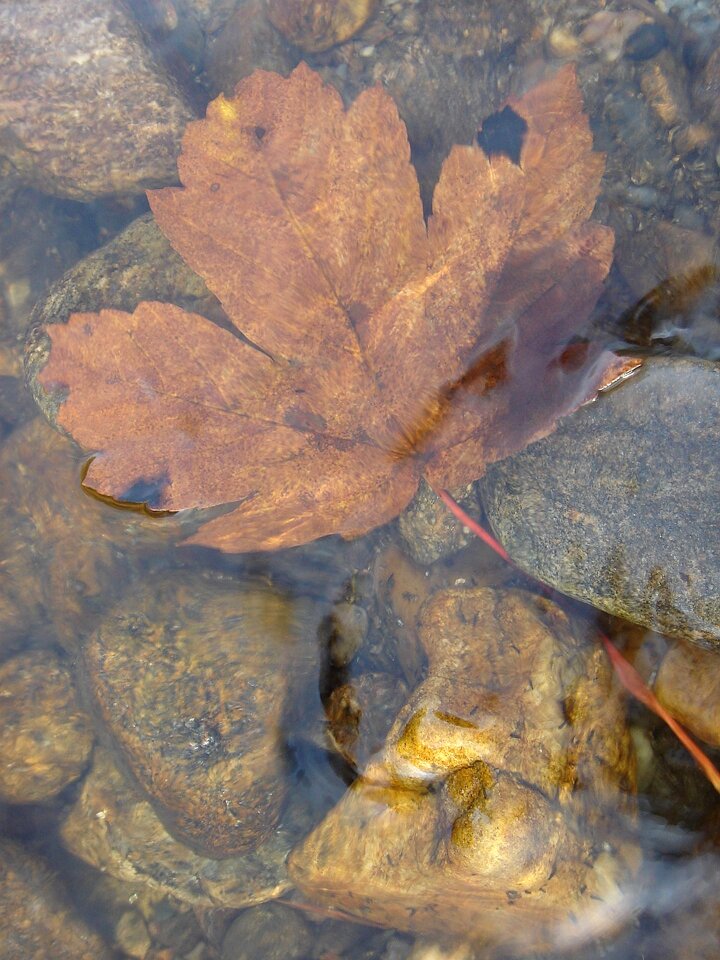 Sheet wet nature