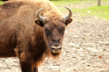 Horn animal brown
