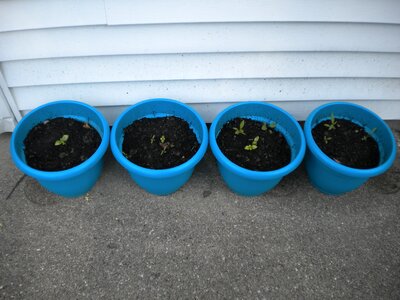 Pots herbs