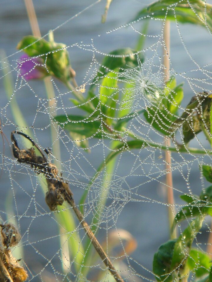 Web lace detail