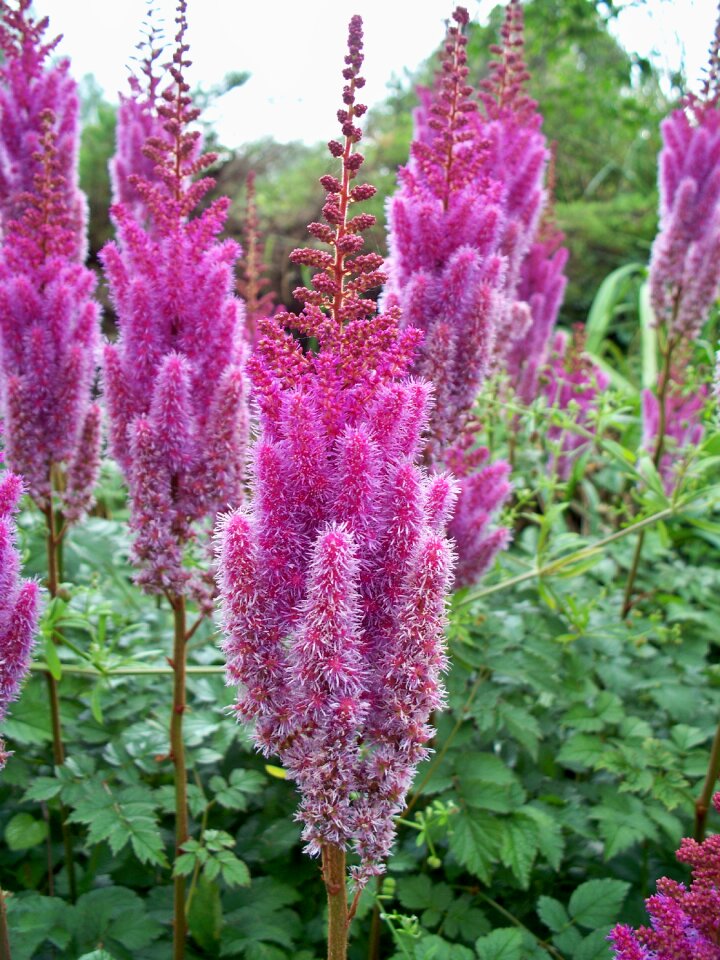 Pink astible green leaves