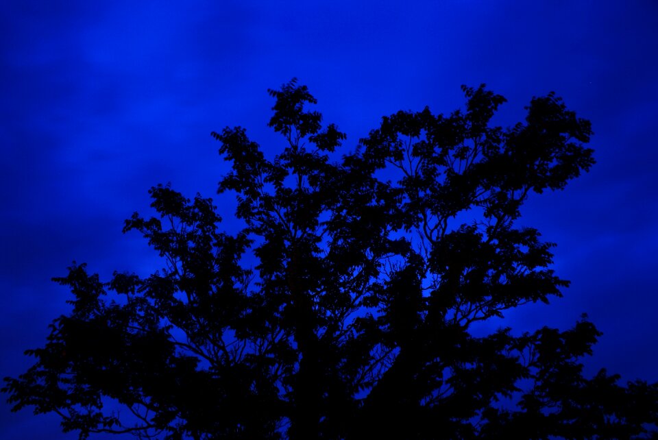 Blue silhouette