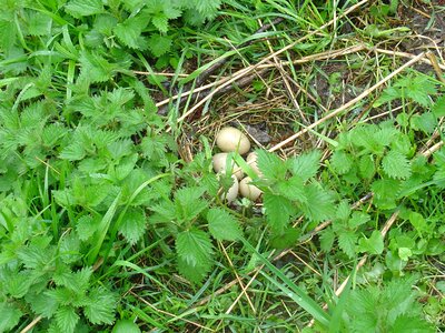 Nest œuf nature