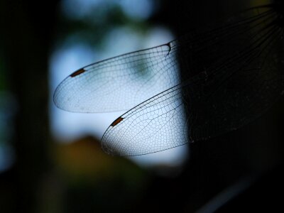 Nature macro wings