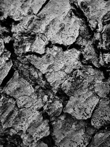 Tree trunk nature