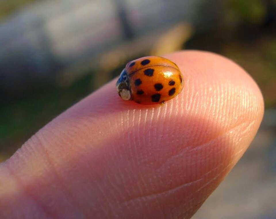 Ladybird summer landscape