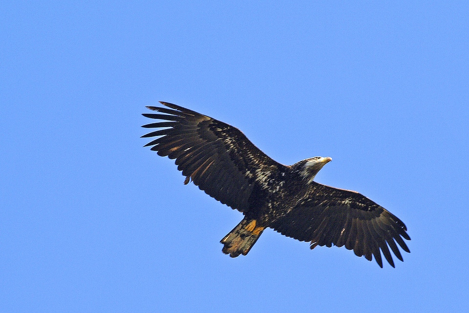 Wings feather wildlife