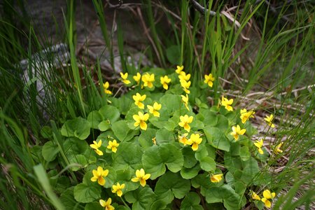 Yellow mountain violet alpine flower viola biflora