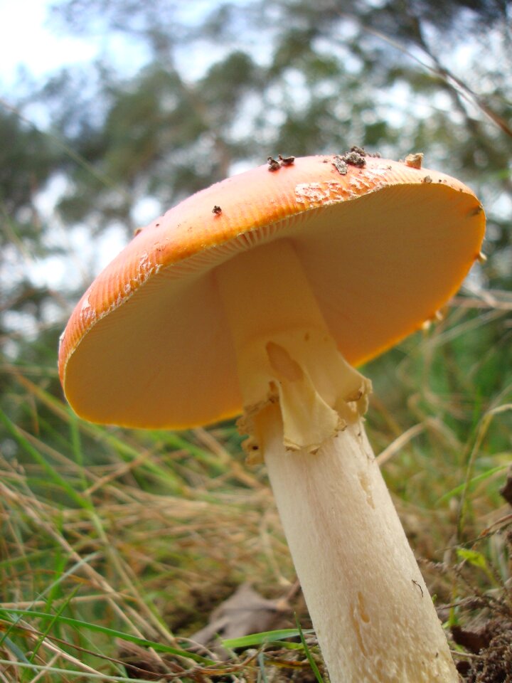 Nature macro netherlands