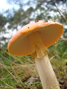 Nature macro netherlands