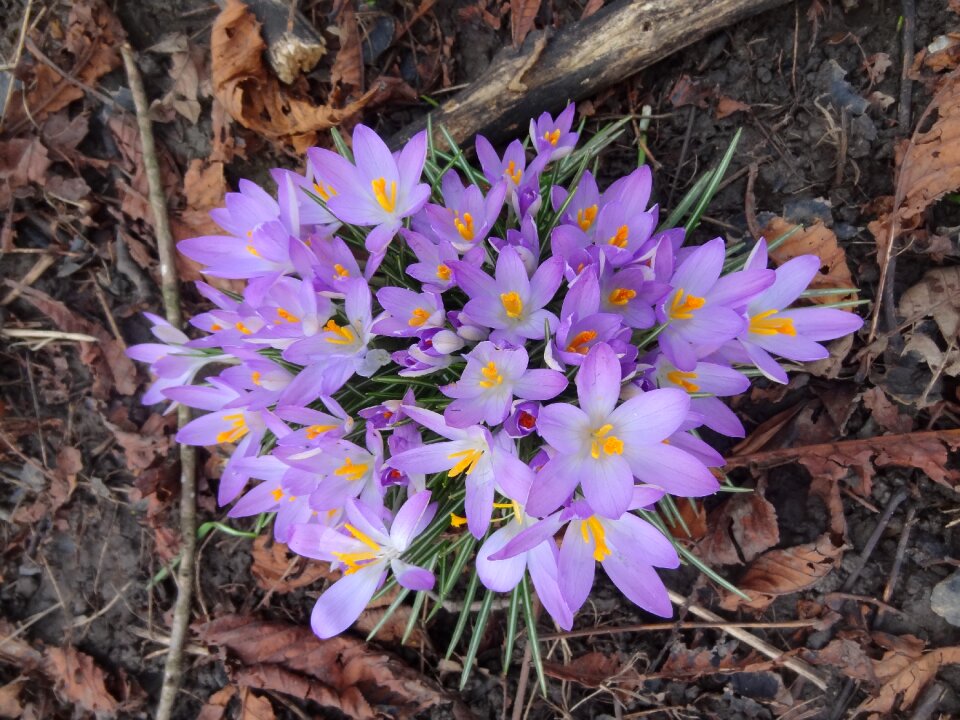 Bloom blooms flowers