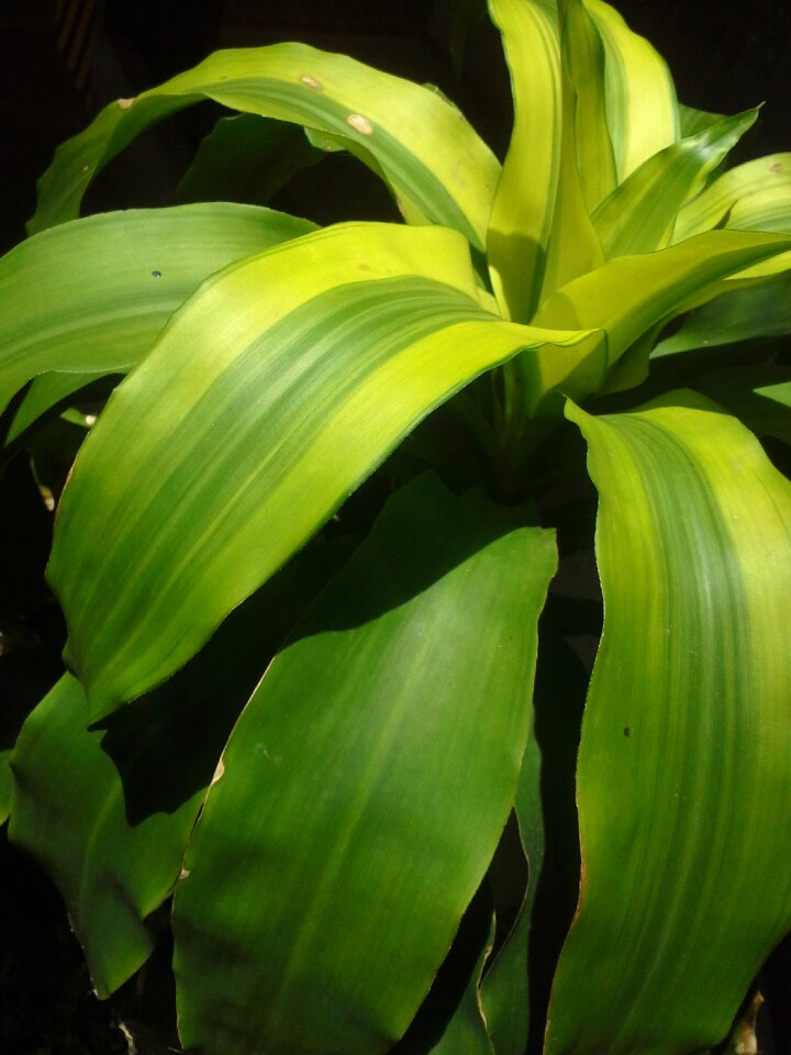Nature garden vegetable