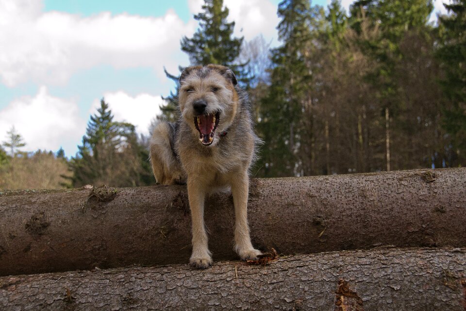 Snout mammal threatening