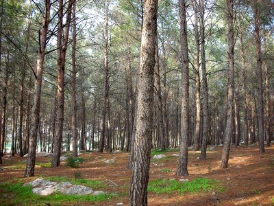 Coniferous tree bark grass