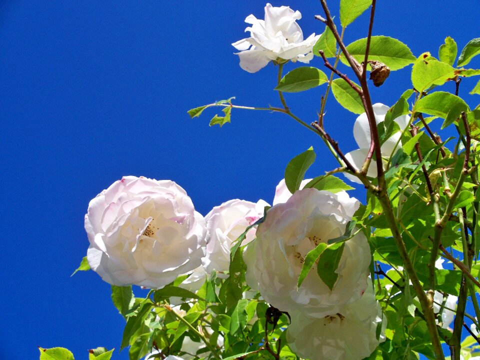 Flower close close-up