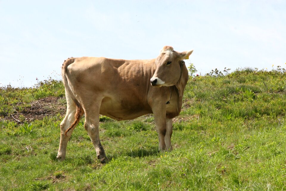 Beef pasture alpine