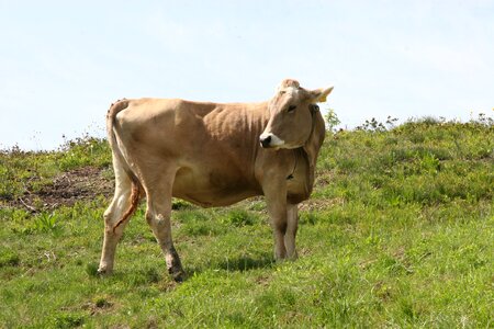 Beef pasture alpine