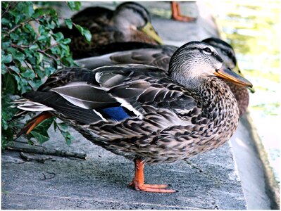 Animal cute duck bird