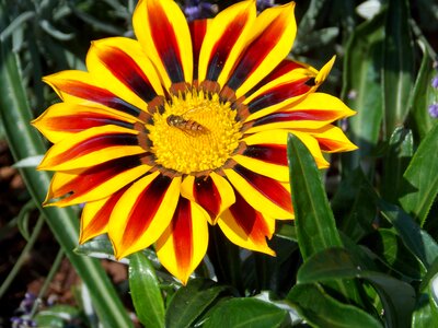 Hoverfly summer nature