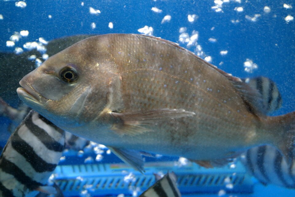 Sea bream fish Free photos