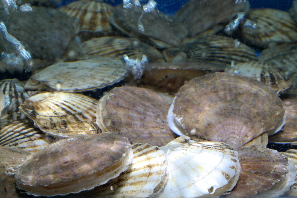 Scallops clam seafood