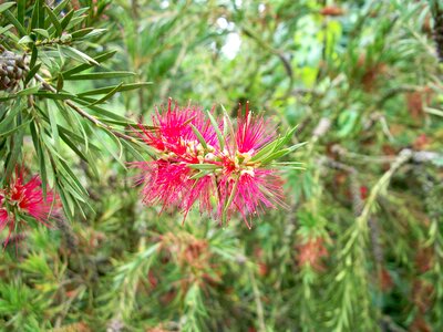 Feathery flower shrub photo