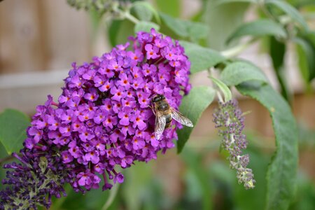 Flower butterfly bush large hover fly photo