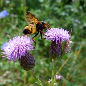 Flowers forage macro