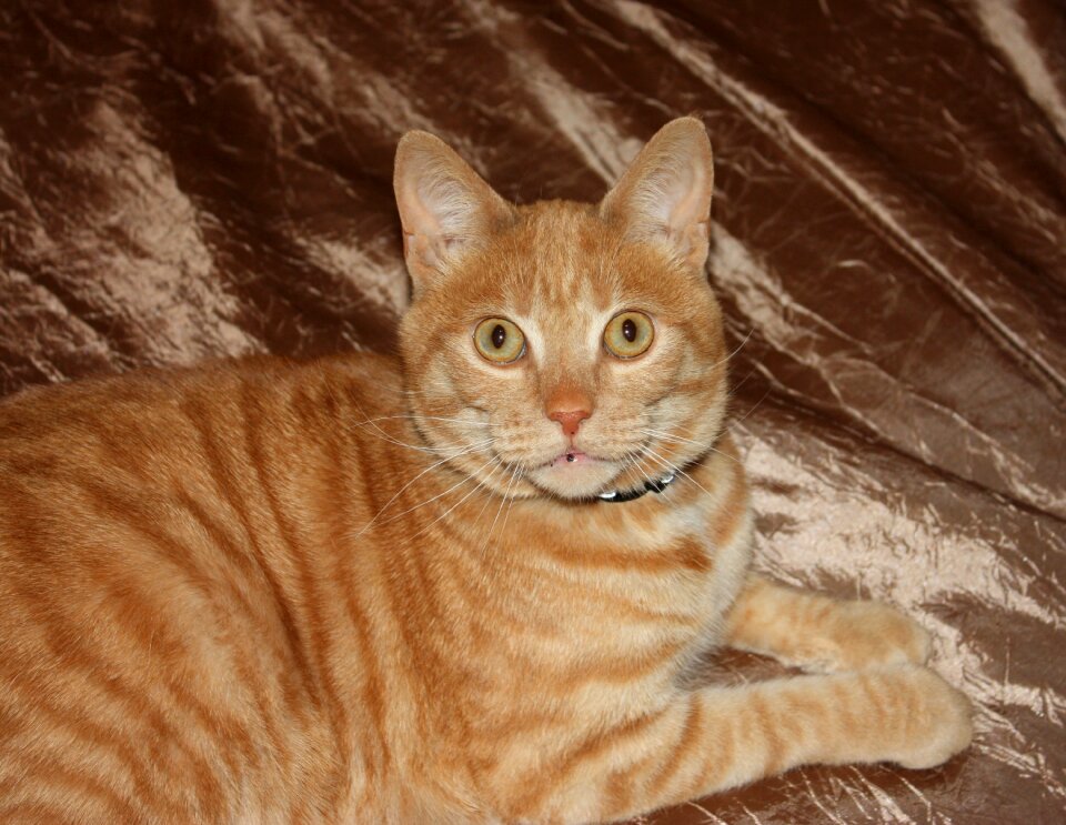Cat face pet animals