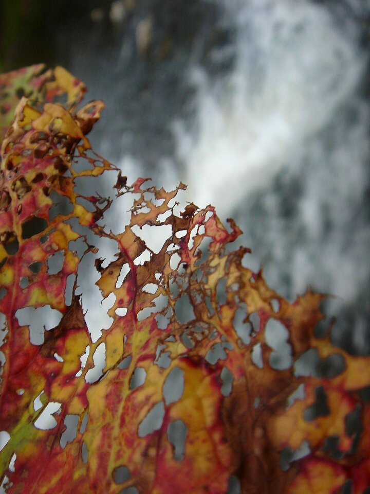 Sheet colors autumn