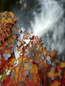 Sheet colors autumn