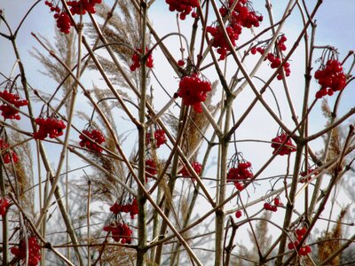 Rowanberries reed mood