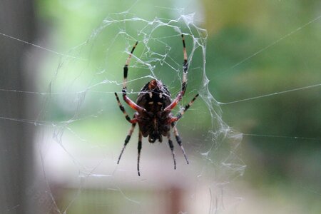 Web cobweb outside photo