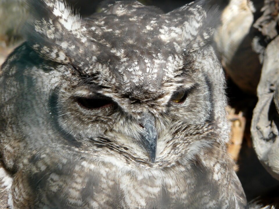 Animals nature fauna