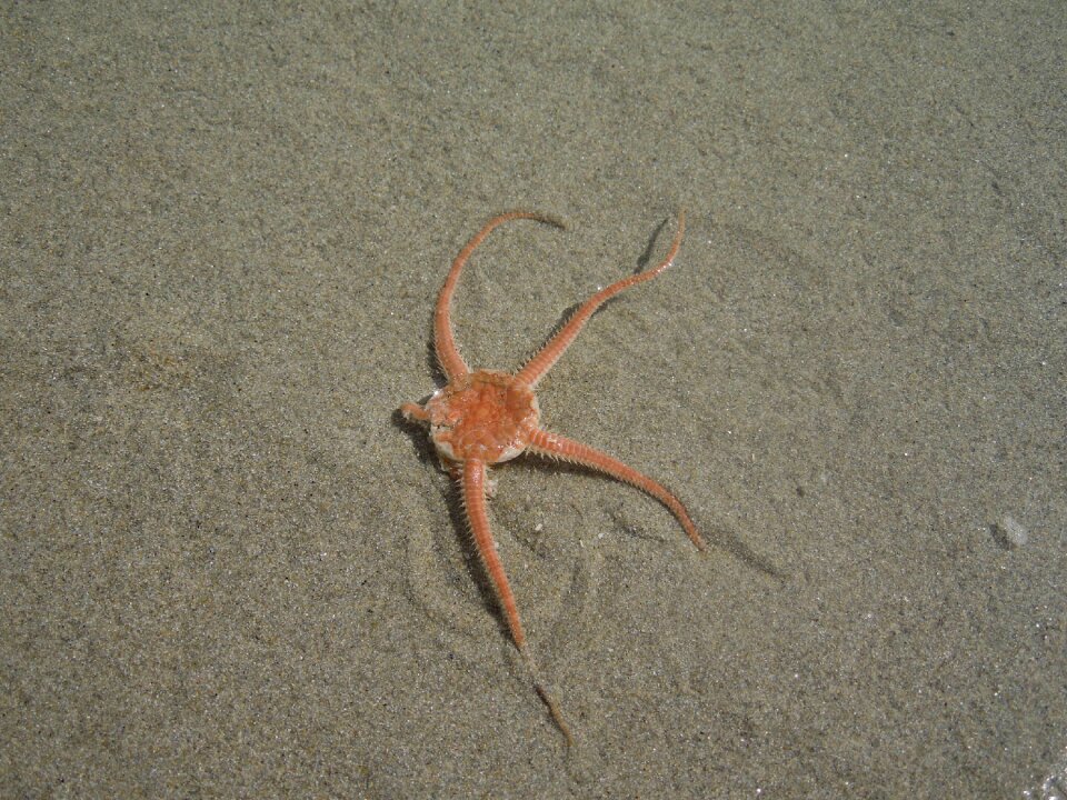 Sand nature animal