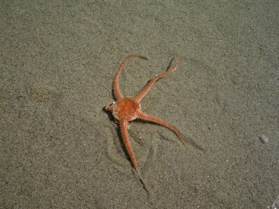 Sand nature animal