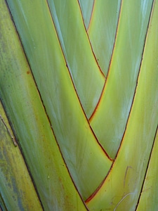 Palm plant green photo