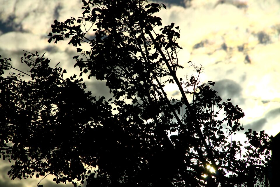 Sky tree shadow cloudy