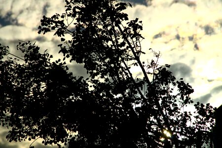 Sky tree shadow cloudy