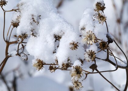 Winter cold snow